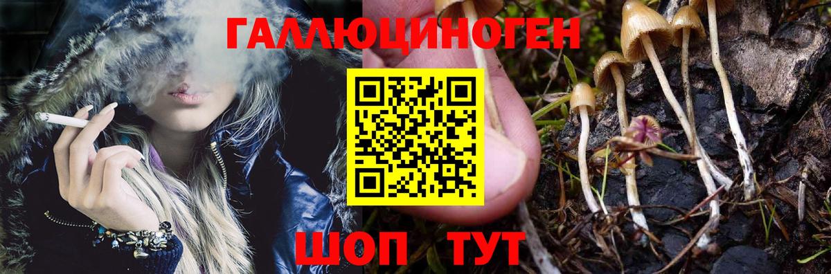 Псилоцибиновые грибы Psilocybe  Псилоцибиновые грибы GOLDEN TEACHER  Глазов  Вход с VPN 